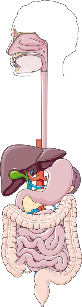 Sơ đồ minh họa hệ tiêu hóa hoàn chỉnh ở người bao gồm các bộ phận từ khoang miệng đến ruột.