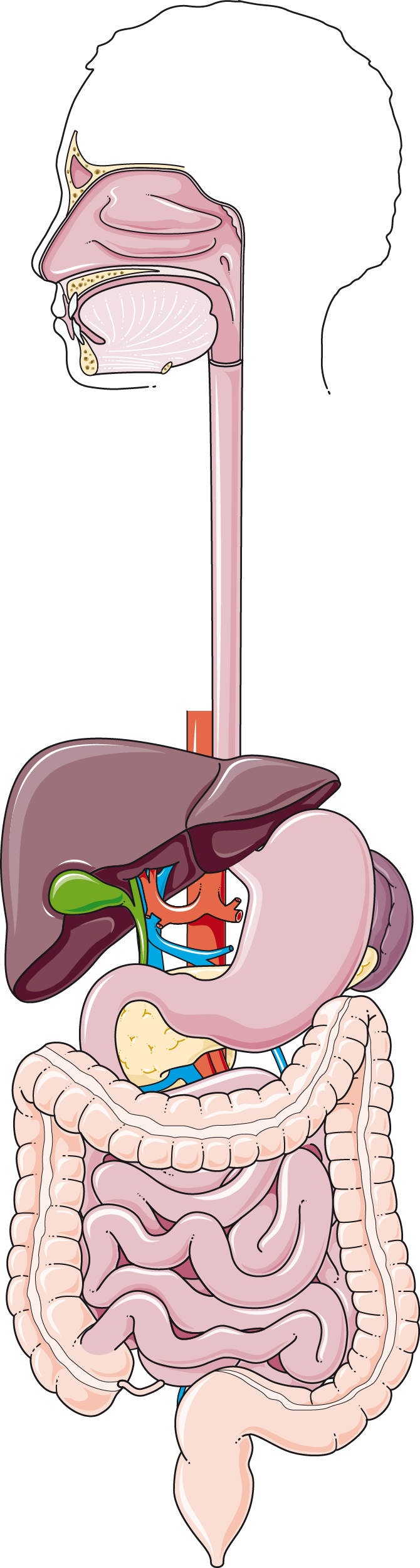 Sơ đồ minh họa hệ tiêu hóa hoàn chỉnh ở người bao gồm các bộ phận từ khoang miệng đến ruột.